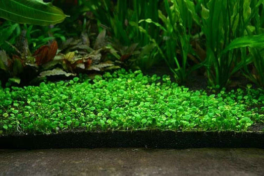 Aquarium Grass Seeds (Pack of 2)