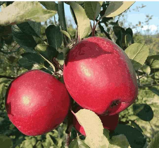 Red Apple Seeds (Pack of 2)