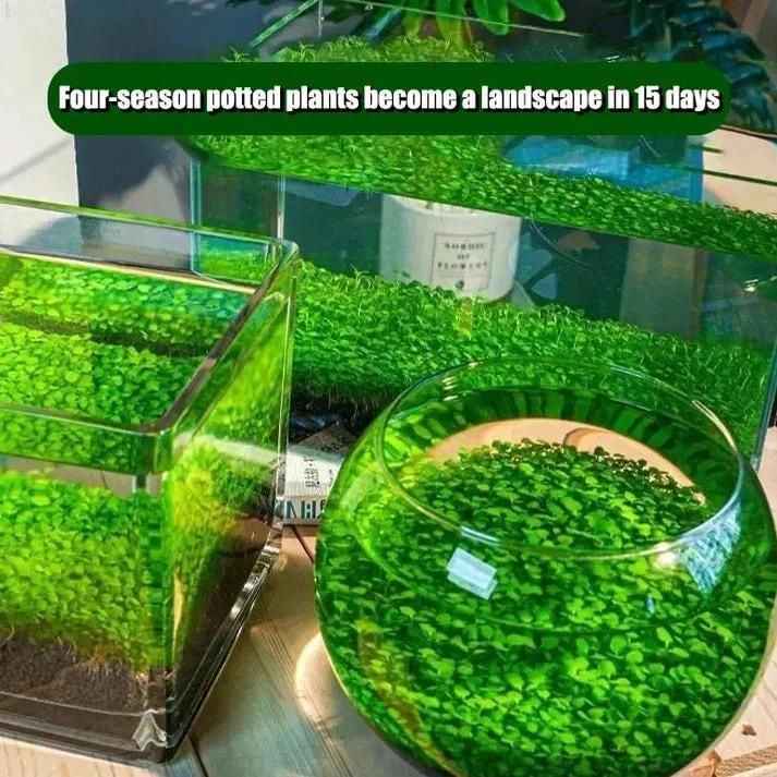 plant aquarium seeds Aquarium Grass Seeds (Pack of 2) – BitKarts