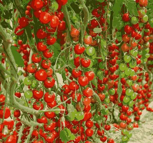Waterfall Tomato Seeds, Pack of 2