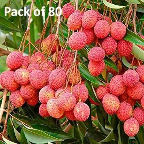 litchi plant seed Healthy Lychee Fruit Seeds (Pack of 80) – BitKarts