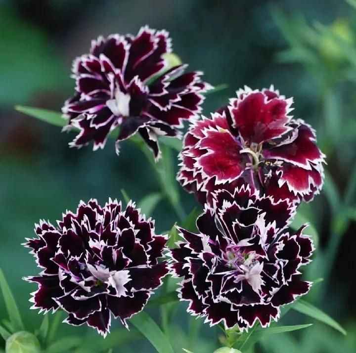 AI Dianthus Seeds (Free Pot Mixture 100 gm) PACK OF 2