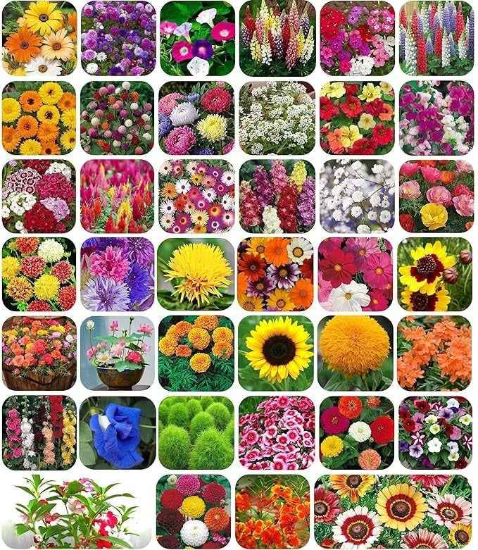 100 Mix Flower Seeds And Plant Growth pack of 1