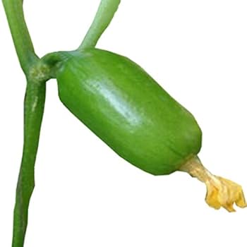 AI cucumber seeds and plant growth PACK 2