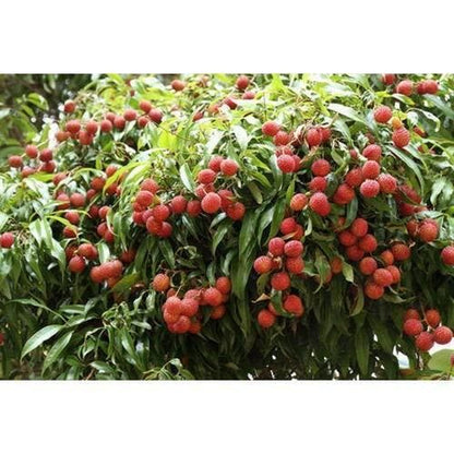 Healthy Lychee Fruit Seeds (Pack of 80)