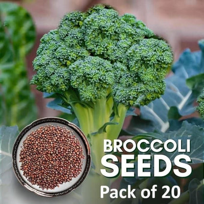 Hybrid Organic Broccoli Seeds (Pack of 20)