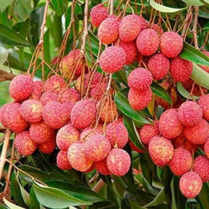 Healthy Lychee Fruit Seeds (Pack of 80)