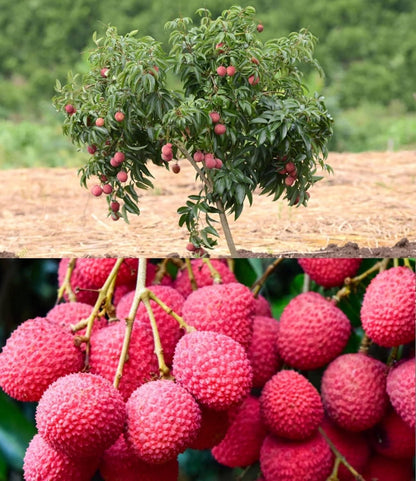 Healthy Lychee Fruit Seeds (Pack of 80)