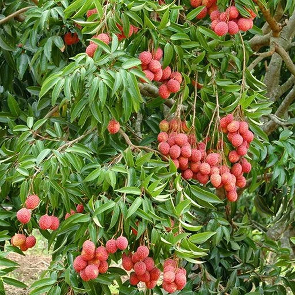 Healthy Lychee Fruit Seeds (Pack of 80)