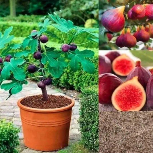 AI Fig Tree Seeds pack of 2