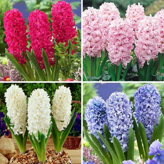 (5 seed bulbs/pack) Bi-Color Mutation Hyacinth Seed Bulbs (5 seed bulbs/pack)