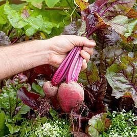 Beetroot Seeds Organic Pot Mix100g