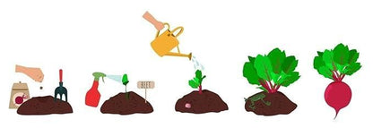 Beetroot Seeds Organic Pot Mix100g