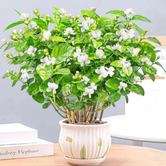 AI Double Jasmine Seeds PACK OF 2